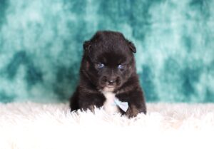 5703a-Loka-pomsky-puppy-The-Puppy-Lodge-scaled.jpg