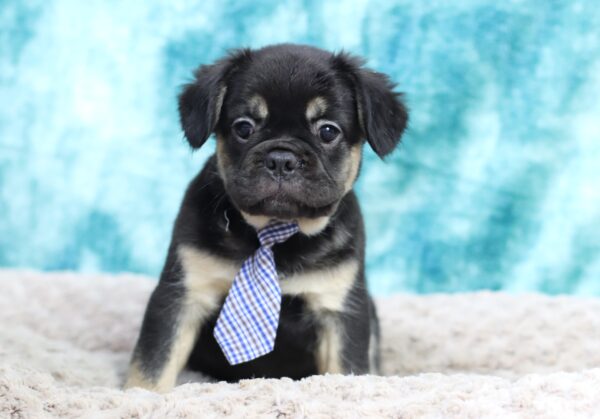 9062qBadger-Fluffy-Frenchie-The-Puppy-Lodge-scaled.jpg