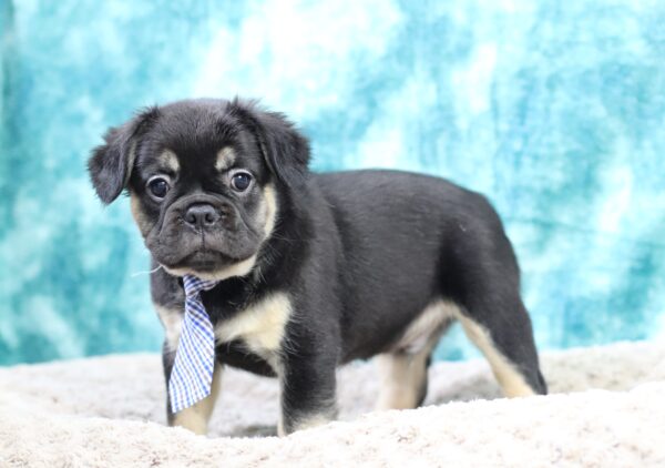9062qqBadger-Fluffy-Frenchie-The-Puppy-Lodge-scaled.jpg
