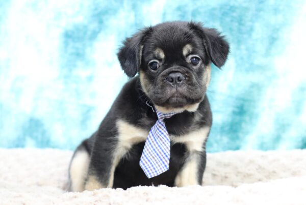 9062qqqBadger-Fluffy Frenchie- The Puppy Lodge.JPG