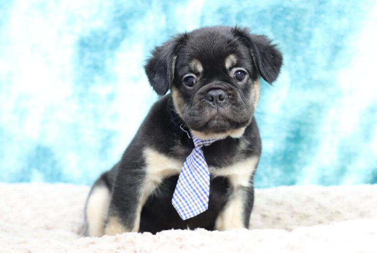 9062qqqBadger-Fluffy Frenchie- The Puppy Lodge.JPG