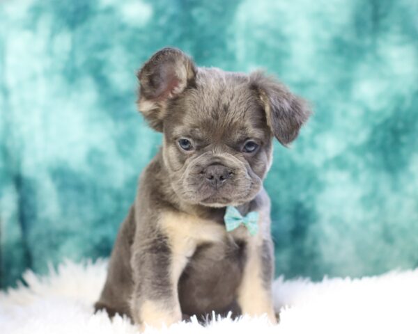 9090c-Baxter-Fluffy-Frenchie-The-Puppy-Lodge-scaled.jpg