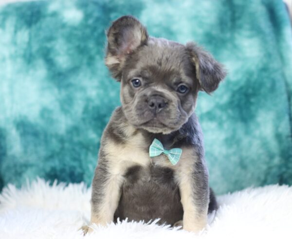 9090cc-Baxter-Fluffy-Frenchie-The-Puppy-Lodge-scaled.jpg
