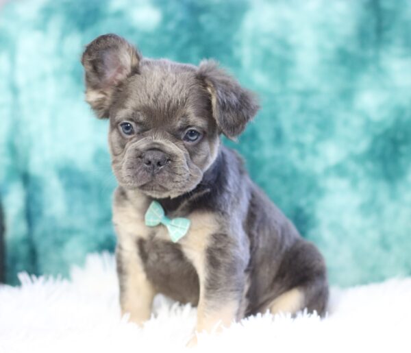 9090ccc-Baxter-Fluffy-Frenchie-The-Puppy-Lodge-scaled.jpg