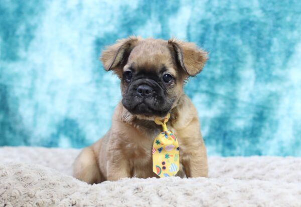 9096c-Banjo-Fluffy-Frenchie-The-Puppy-Lodge-scaled.jpg