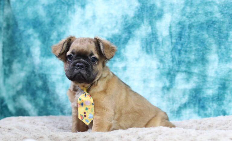 9096cc-Banjo-Fluffy-Frenchie-The-Puppy-Lodge-scaled.jpg