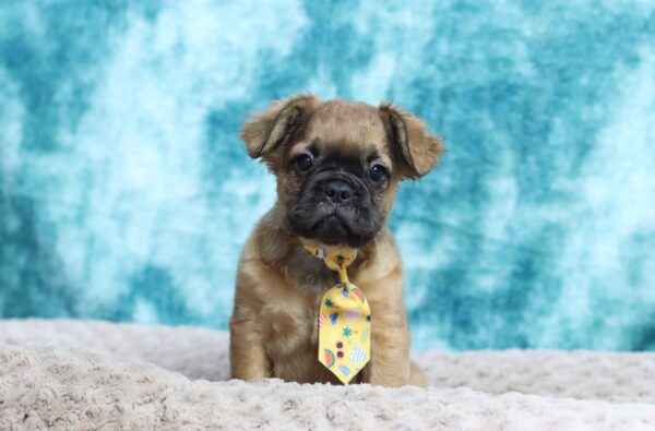 9096ccc-Banjo-Fluffy-Frenchie-The-Puppy-Lodge-scaled.jpg