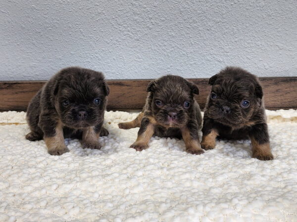 Hailee's Litter