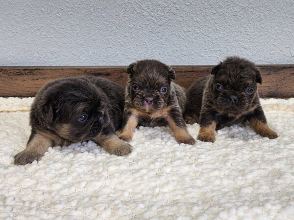 Hailee-litter1.jpg
