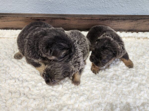Hailee-litter1b.jpg