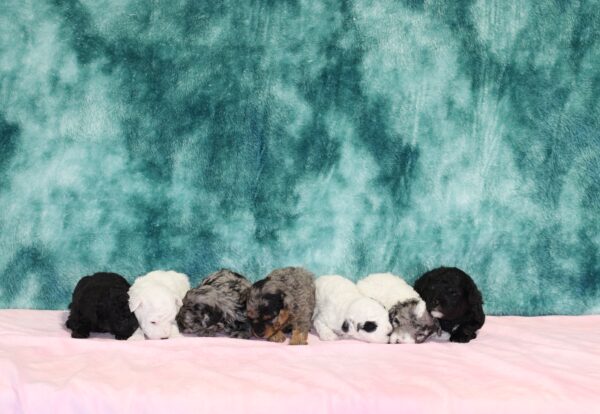 Simone's Litter