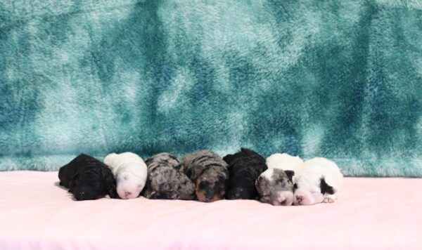 Simone-litter-1-scaled.jpg