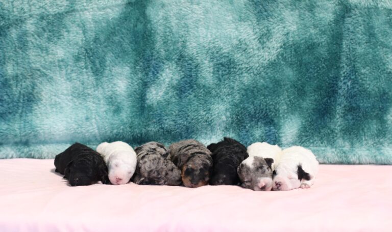 Simone-litter-1-scaled.jpg