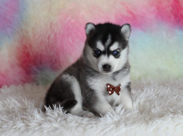 0059a-Larry-pomsky-puppy-The-Puppy-Lodge-scaled.jpg
