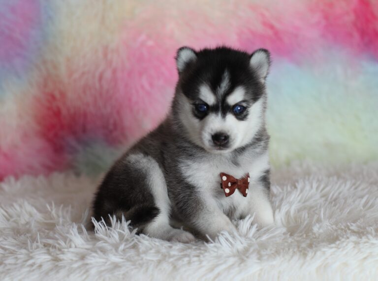 0059a-Larry-pomsky-puppy-The-Puppy-Lodge-scaled.jpg
