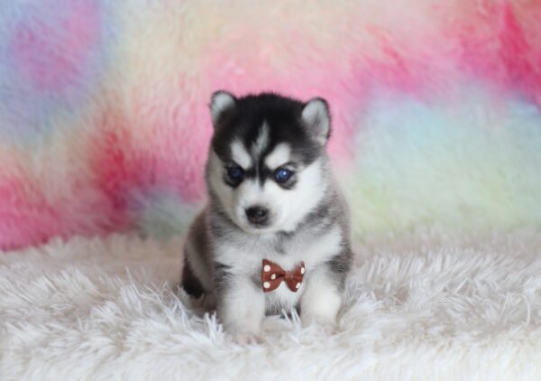 0059aa-Larry-pomsky-puppy-The-Puppy-Lodge-scaled.jpg