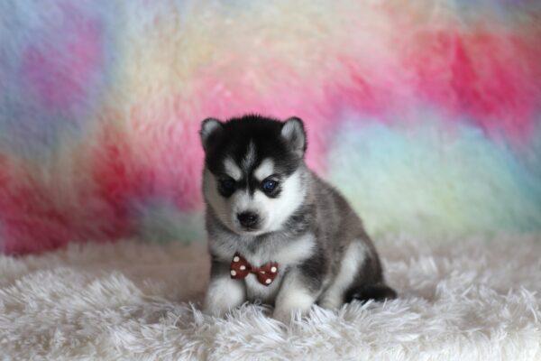 0059aaa-Larry-pomsky-puppy-The-Puppy-Lodge-scaled.jpg