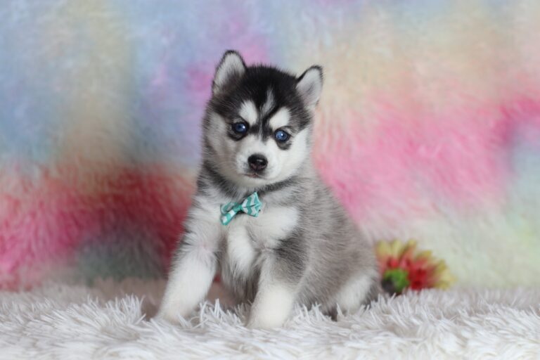 0059bbbLarry-pomsky-puppy-The-Puppy-Lodge-scaled.jpg