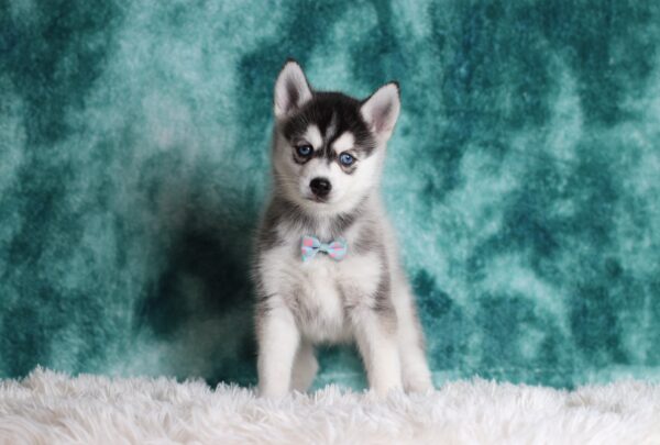 0059c-Larry-pomsky-puppy-The-Puppy-Lodge-scaled.jpg