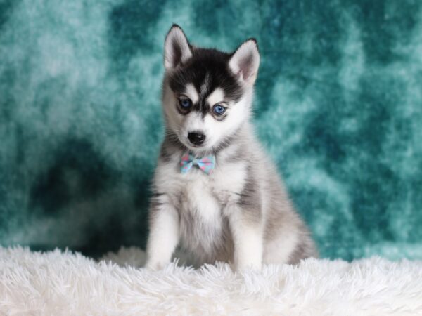 0059cc-Larry-pomsky-puppy-The-Puppy-Lodge-scaled.jpg