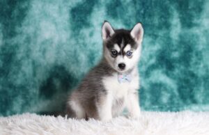 0059ccc Larry pomsky puppy-The Puppy Lodge.JPG