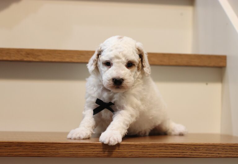 0440aaa Spike mini poodle puppy -The Puppy Lodge.JPG