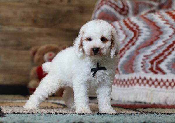 0440b-Spike-mini-poodle-puppy-The-Puppy-Lodge-scaled.jpg