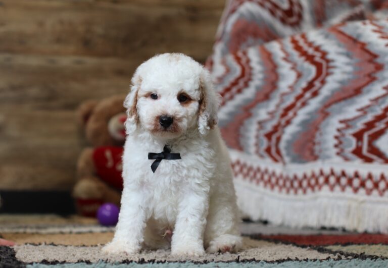 Spike mini poodle puppy -The Puppy Lodge