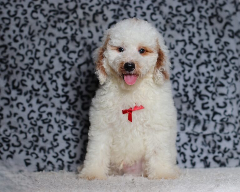 0440cc-Spike-mini-poodle-puppy-The-Puppy-Lodge-scaled.jpg