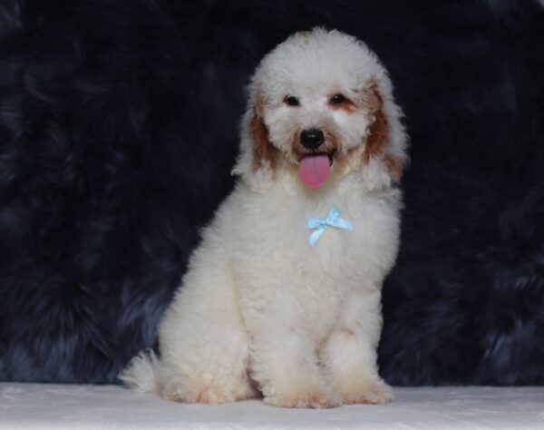0440d-Spike-mini-poodle-puppy-The-Puppy-Lodge-scaled.jpg