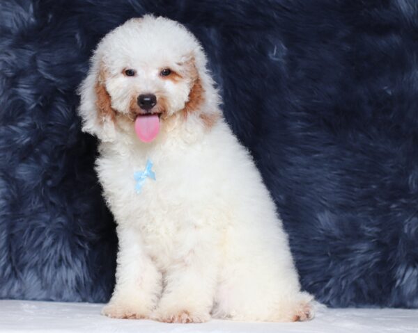 0440dd-Spike-mini-poodle-puppy-The-Puppy-Lodge-scaled.jpg