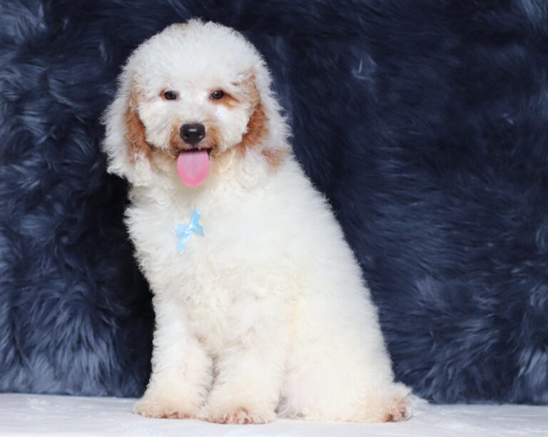0440dd-Spike-mini-poodle-puppy-The-Puppy-Lodge-scaled.jpg