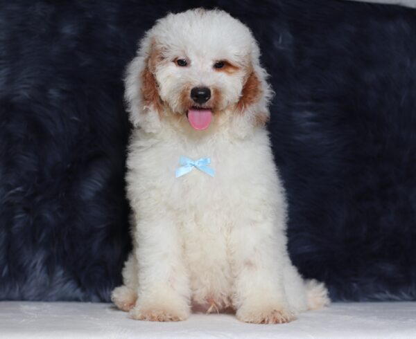 0440ddd-Spike-mini-poodle-puppy-The-Puppy-Lodge-scaled.jpg
