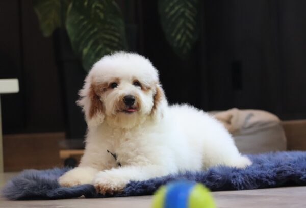 0440e Spike mini poodle puppy -The Puppy Lodge.JPG