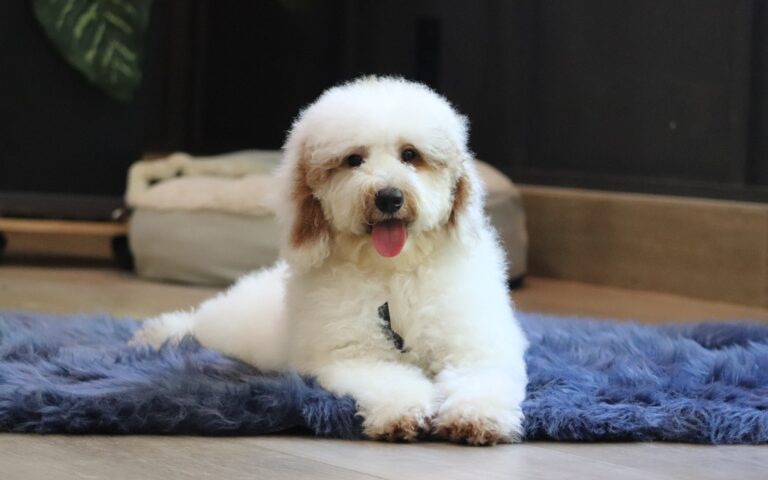 0440ee-Spike-mini-poodle-puppy-The-Puppy-Lodge-scaled.jpg
