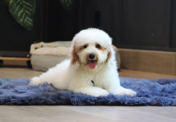 0440eee-Spike-mini-poodle-puppy-The-Puppy-Lodge-scaled.jpg