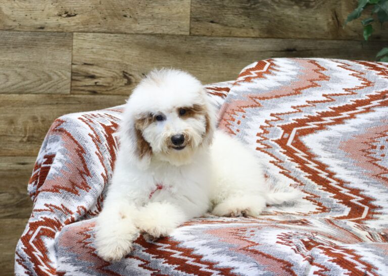 0440f-Spike-mini-poodle-puppy-The-Puppy-Lodge-scaled.jpg