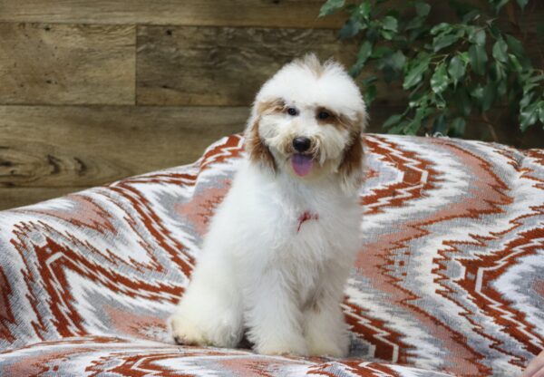 0440ff-Spike-mini-poodle-puppy-The-Puppy-Lodge-scaled.jpg