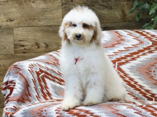 0440fff-Spike-mini-poodle-puppy-The-Puppy-Lodge-scaled.jpg