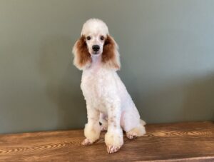 0440hhh Spike mini poodle puppy -The Puppy Lodge.jpg