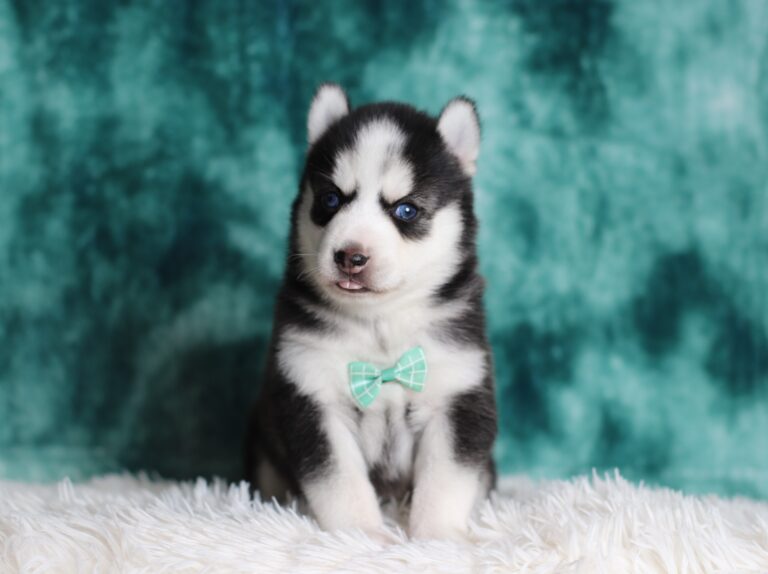 0711a-Galen-pomsky-puppy-The-Puppy-Lodge-scaled.jpg