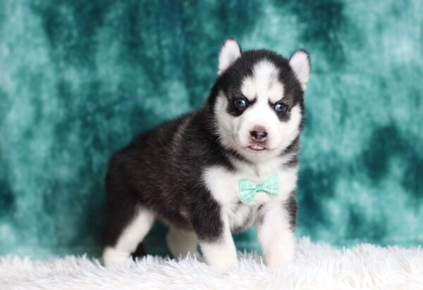 0711aa-Galen-pomsky-puppy-The-Puppy-Lodge-scaled.jpg