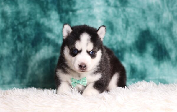 0711aaa-Galen-pomsky-puppy-The-Puppy-Lodge-scaled.jpg