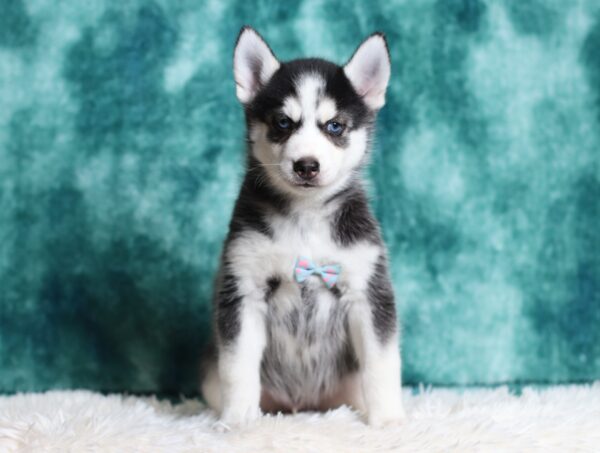 0711b-Galen-pomsky-puppy-The-Puppy-Lodge-scaled.jpg