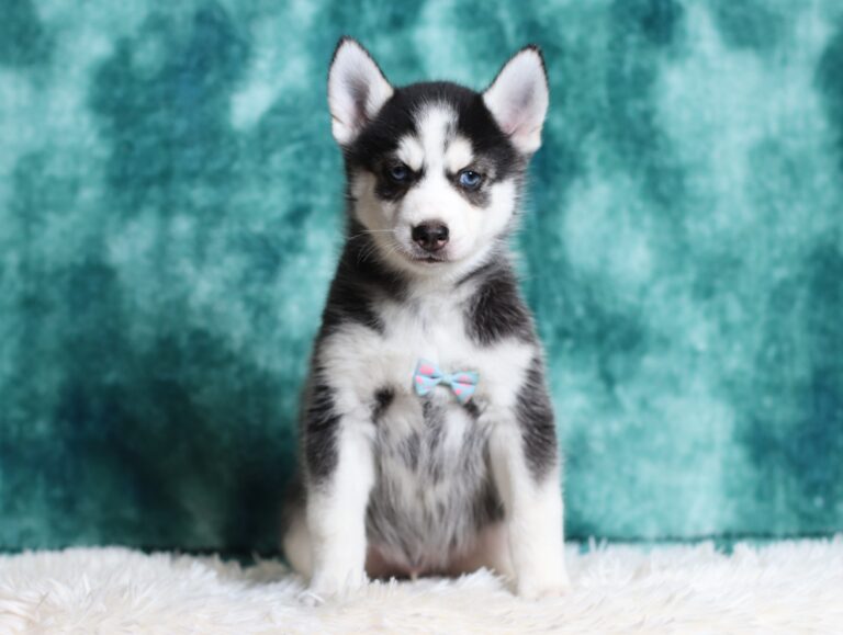 0711b-Galen-pomsky-puppy-The-Puppy-Lodge-scaled.jpg