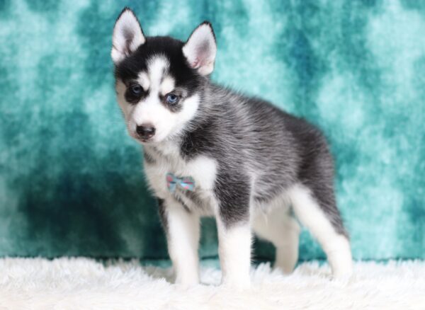 0711bb-Galen-pomsky-puppy-The-Puppy-Lodge-scaled.jpg