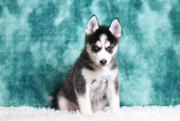0711bbb Galen pomsky puppy-The Puppy Lodge.JPG