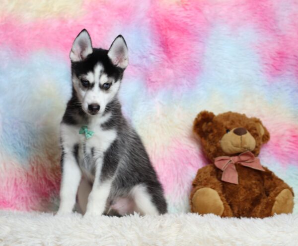 0711c-Galen-pomsky-puppy-The-Puppy-Lodge-scaled.jpg