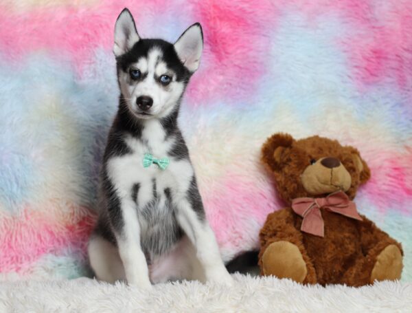0711cc-Galen-pomsky-puppy-The-Puppy-Lodge-scaled.jpg