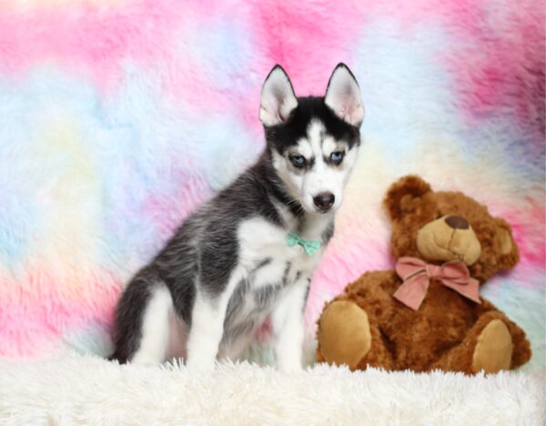 0711ccc Galen pomsky puppy-The Puppy Lodge.JPG